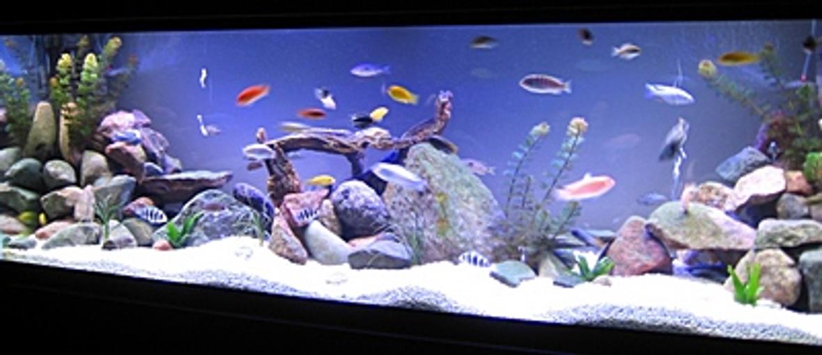 140 gallons freshwater fish tank (mostly fish and non-living decorations) - 140g