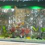 fish tank picture - 6x3x1 feet