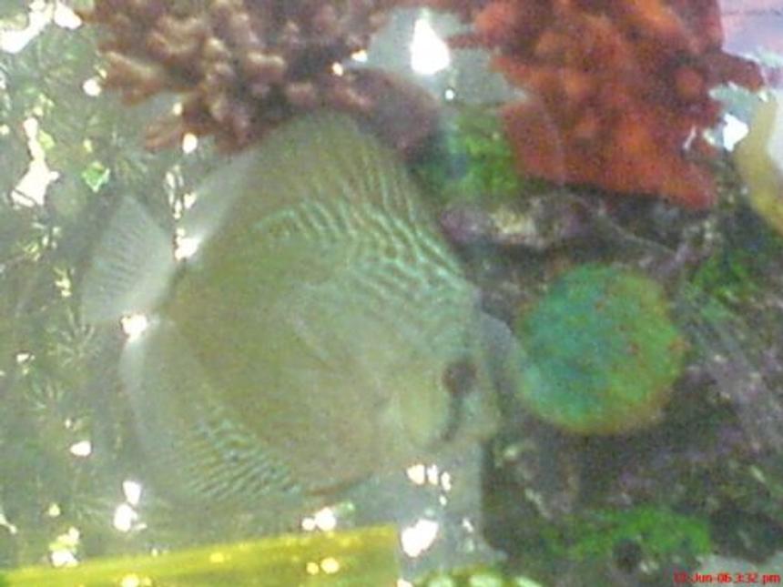 Rated #162: Freshwater Fish - Symphysodon Aequifasciata Sp. - Discus Stocking In 100 Gallons Tank - My Discus