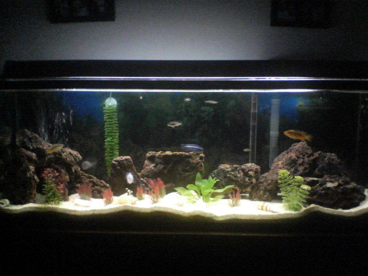 55 gallons freshwater fish tank (mostly fish and non-living decorations) - my tank