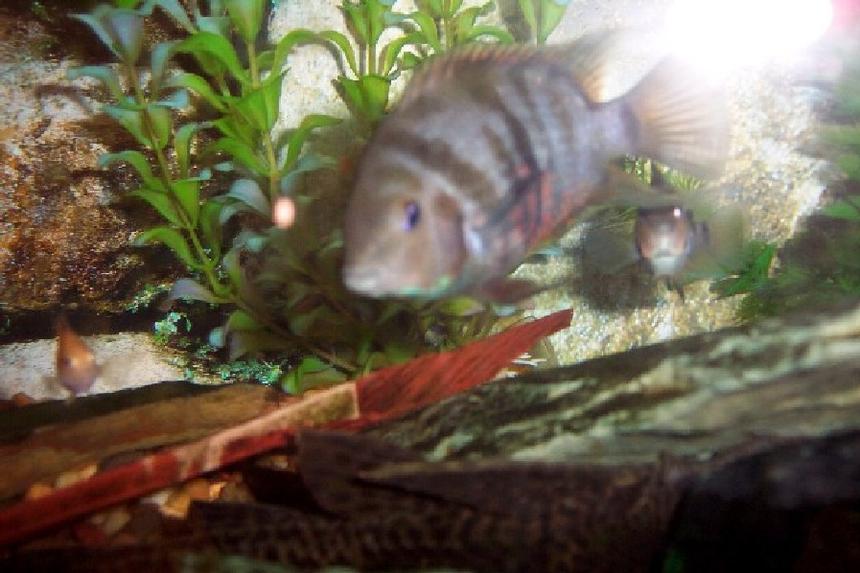 Rated #151: Freshwater Fish - Archocentrus Nigrofasciatus - Black Convict Cichlid Stocking In 25 Gallons Tank - male convict
