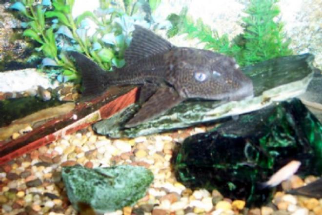 freshwater fish - glyptoperichthys gibbiceps - sailfin pleco (l-83) stocking in 25 gallons tank - my soon to be 8 year old pleco.