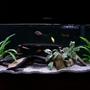 30 gallons freshwater fish tank (mostly fish and non-living decorations) - MY CICHLID TANK!?!