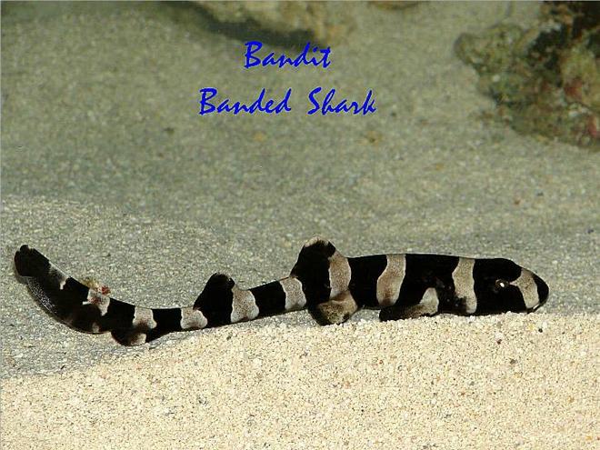 saltwater fish - chiloscyllium punctatum - cat shark, black banded stocking in 300 gallons tank - Banded Shark