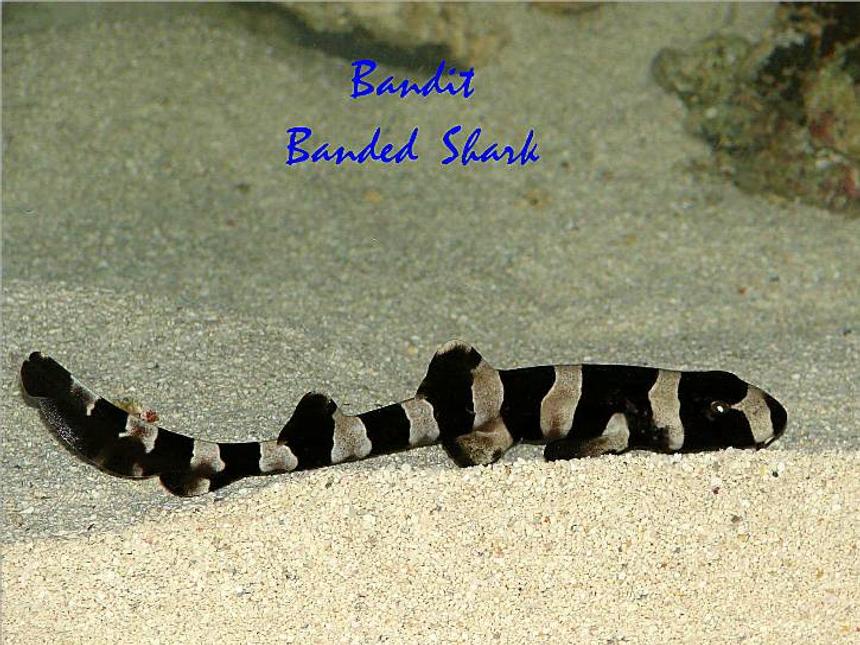 Rated #12: Saltwater Fish - Chiloscyllium Punctatum - Cat Shark, Black Banded Stocking In 300 Gallons Tank - Banded Shark
