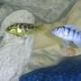 freshwater fish - metriaclima lombardoi - kenyi cichlid stocking in 55 gallons tank - our yellow hap and Kennyi cichlid.