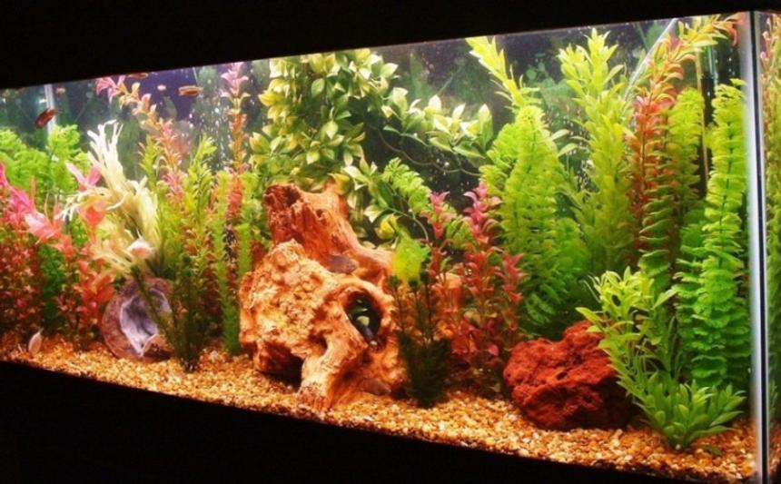 Rated #118: 55 Gallons Freshwater Fish Tank - Gourami Heaven