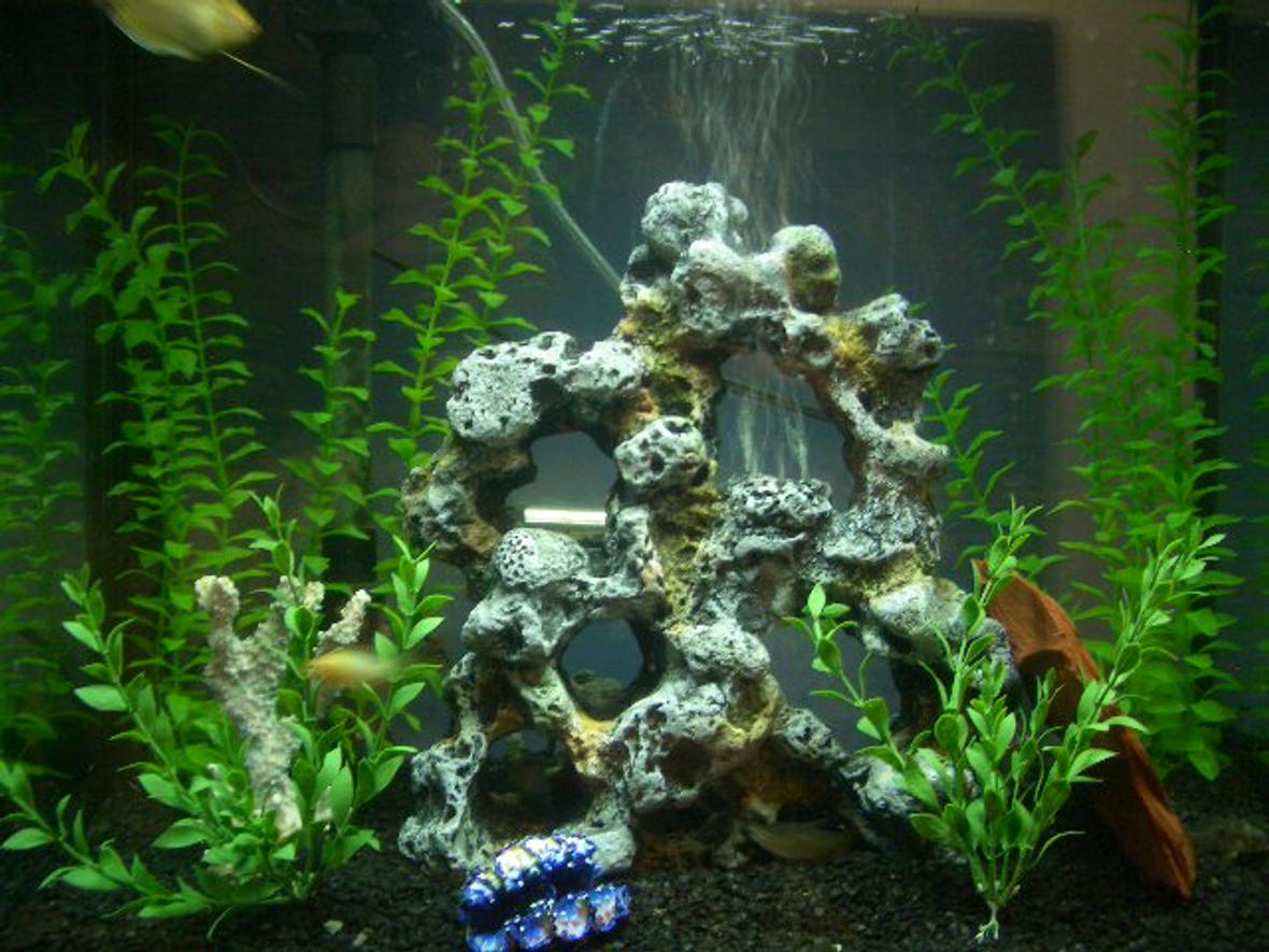 28 gallons freshwater fish tank (mostly fish and non-living decorations) - my tank