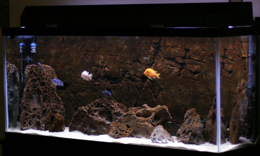 Rated #37: 55 Gallons Freshwater Fish Tank - 55 gallon Malawi Rift:

White beach sand, 40lbs lace rock, Pangea Flatrock IV background (black), Eheim Pro II 2026 canister filter, Ebo Jager 200 Watt heater, All-Glass Twin-Tube strip light.