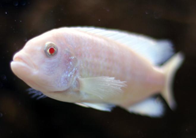 freshwater fish - pseudotropheus socolofi (albino) - albino socolofi stocking in 55 gallons tank - Albino Zebra