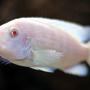 freshwater fish - pseudotropheus socolofi (albino) - albino socolofi stocking in 55 gallons tank - Albino Zebra
