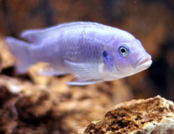 freshwater fish - maylandia callainos - blue cobalt cichlid stocking in 55 gallons tank - Cobalt Zebra