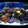 46 gallons reef tank (mostly live coral and fish) - 46 bow front