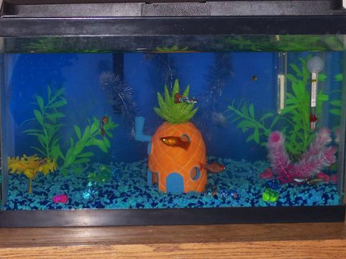 10 gallons freshwater fish tank (mostly fish and non-living decorations) - my fishtank