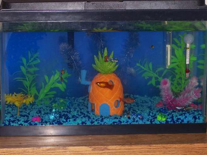10 gallons freshwater fish tank (mostly fish and non-living decorations) - my fishtank