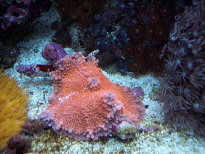 corals inverts - ricordea yuma - super red ricordea mushroom stocking in 150 gallons tank - The "Holy Grail" of Yumas: the pink yuma