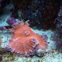 corals inverts - ricordea yuma - super red ricordea mushroom stocking in 150 gallons tank - The "Holy Grail" of Yumas: the pink yuma