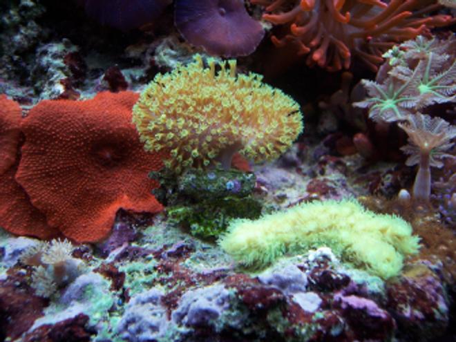 corals inverts - sarcophyton sp. - green polyp leather stocking in 150 gallons tank - Combo - green polyp leather & more