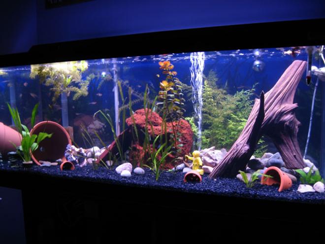 75 gallons planted tank (mostly live plants and fish) - An overview shot of the tank