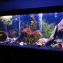 75 gallons planted tank (mostly live plants and fish) - An overview shot of the tank