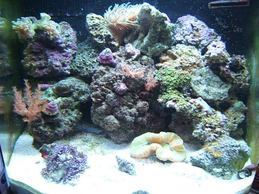 Rated #90: 12 Gallons Reef Tank - 12g nano