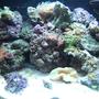 12 gallons reef tank (mostly live coral and fish) - 12g nano
