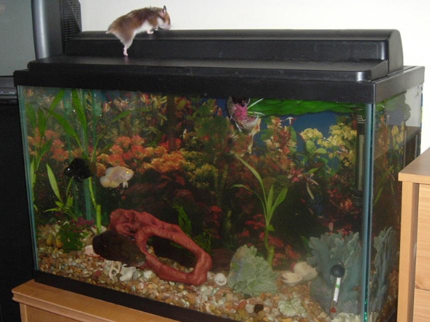 Rated #3648: 29 Gallons Freshwater Fish Tank - Cichlids vs planted tanks round 1