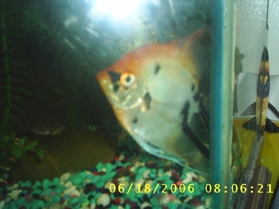 freshwater fish - genicanthus lamarck - lamarck's angelfish stocking in 60 gallons tank - this is my female angel