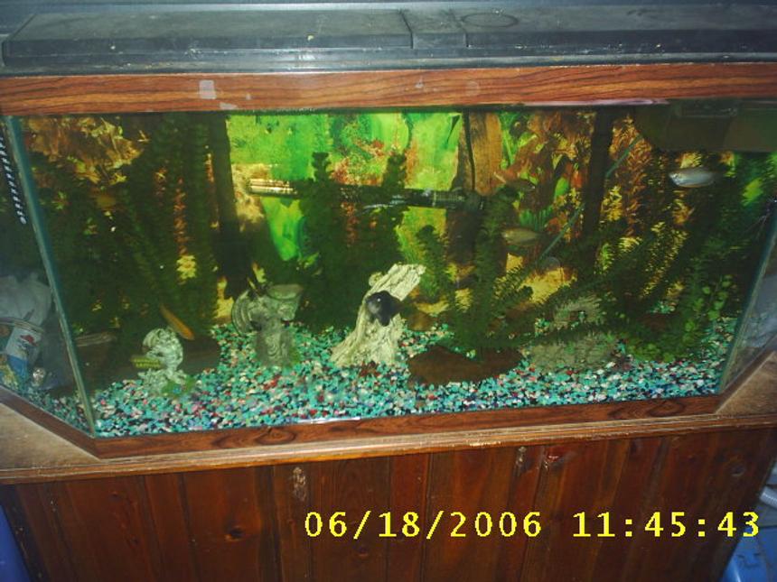 Rated #398: 60 Gallons Freshwater Fish Tank - one of my fish tanks