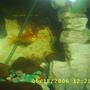 freshwater fish - papiliochromis ramirezi - german gold ram stocking in 60 gallons tank - my baby gold ram