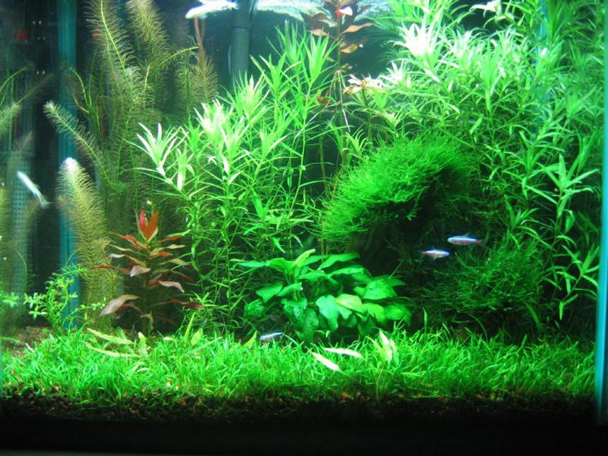 Rated #29: 15 Gallons Planted Tank - 15gallon tall
