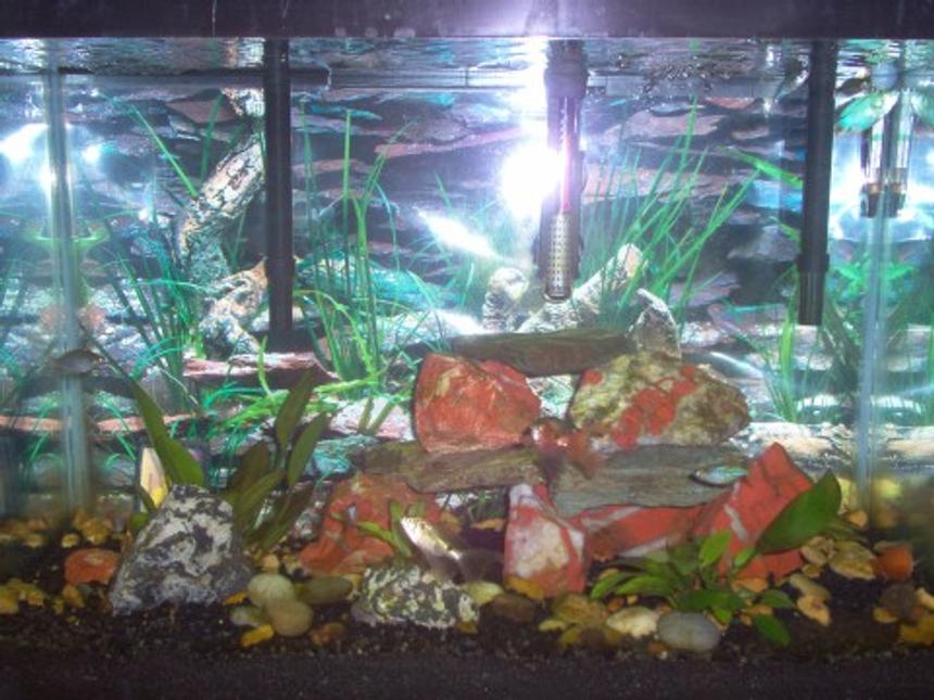 Rated #391: 20 Gallons Freshwater Fish Tank - Zebra plec, Black-spot barbs, Blue tetras and Dwarf Gouramis.