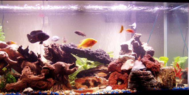 80 gallons freshwater fish tank (mostly fish and non-living decorations) - cichlid tank