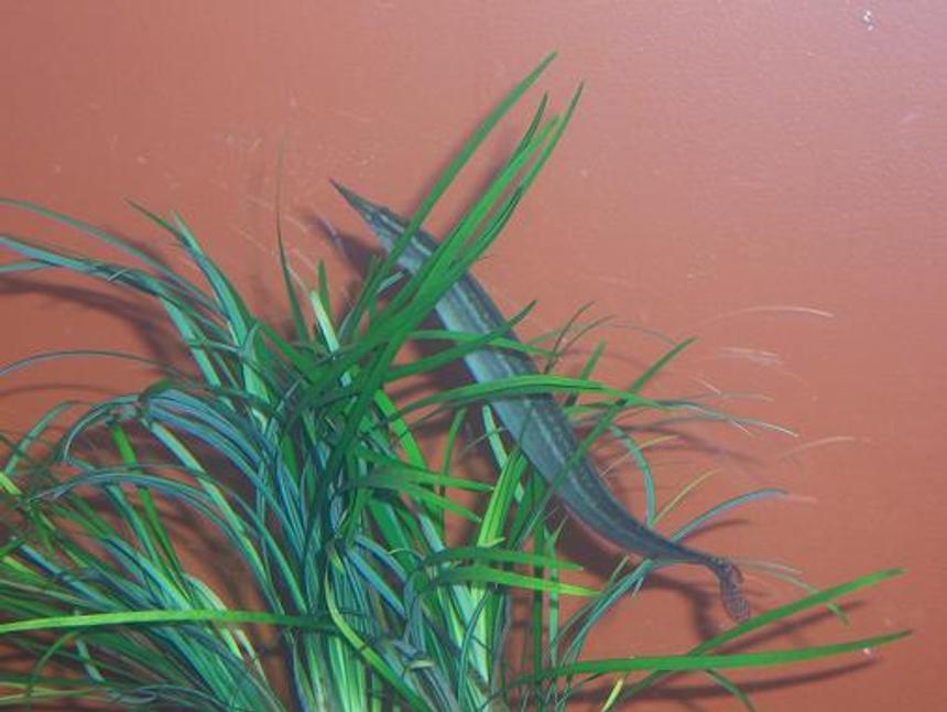 Rated #61: Freshwater Fish - Mastacembelus Erythrotaenia - Fire Eel Stocking In 55 Gallons Tank - 6" Peacock Eel
Ever since i got this fish, he would stay burried beneath the gravel. But ever since i got this seagrass type plant he has been alot more active.