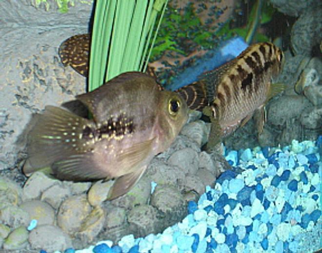 freshwater fish - nandopsis octofasciatum - jack dempsey stocking in 55 gallons tank - Parrot chasing the Jack Dempsey (with a pleco in the background)
