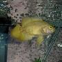 freshwater fish - astronotus ocellatus - albino oscar stocking in 55 gallons tank - Albino Tiger Oscar (immature)