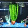 90 gallons freshwater fish tank (mostly fish and non-living decorations) - This is my tank
