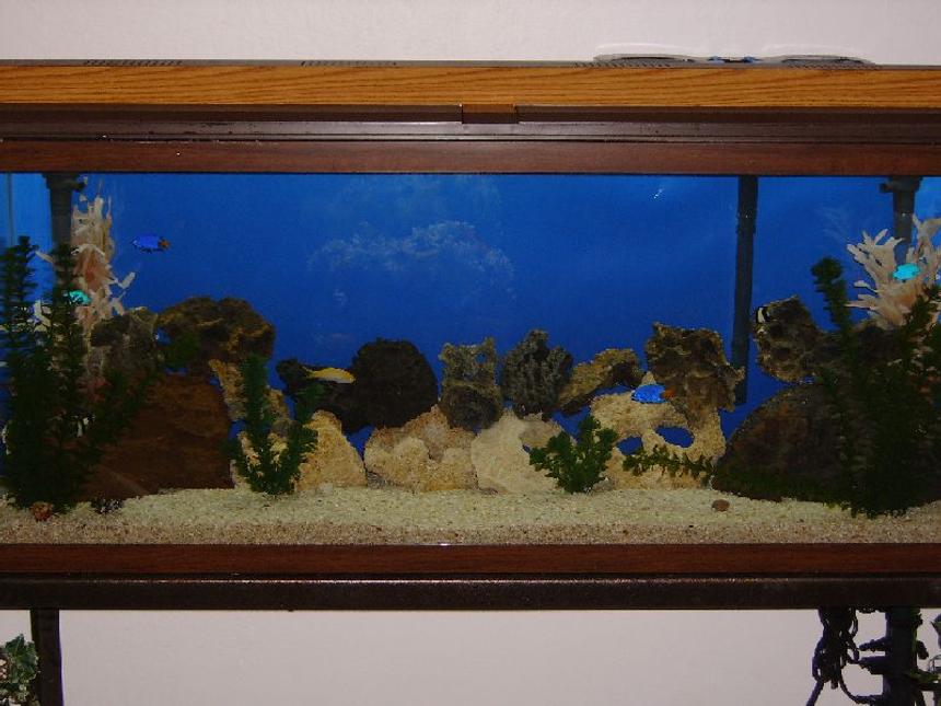 Rated #54: 55 Gallons Saltwater Fish Tank - my past time