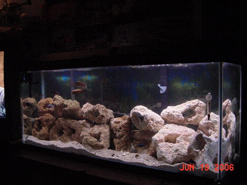 Rated #110: 55 Gallons Freshwater Fish Tank - This tank has been up and running for a lillte over 6 month now.I got this tank from a buddy who was moving and couldn't take his tank or his fish. He ended up gettiong a smaller tank, So He wanted his fish back. I went out and started buying fish that I thought looked good. Now that there are bigger, I can tell they are all males and the Aggression in the tank Is very high. I have decided to start cleaning house and only keeping a few. In the end I hope to have 3-5 Species with a ratio of 1m/2or3f. I just got a new filter and some more tuffa rock. I still need more rock