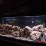 55 gallons freshwater fish tank (mostly fish and non-living decorations) - This tank has been up and running for a lillte over 6 month now.I got this tank from a buddy who was moving and couldn't take his tank or his fish. He ended up gettiong a smaller tank, So He wanted his fish back. I went out and started buying fish that I thought looked good. Now that there are bigger, I can tell they are all males and the Aggression in the tank Is very high. I have decided to start cleaning house and only keeping a few. In the end I hope to have 3-5 Species with a ratio of 1m/2or3f. I just got a new filter and some more tuffa rock. I still need more rock