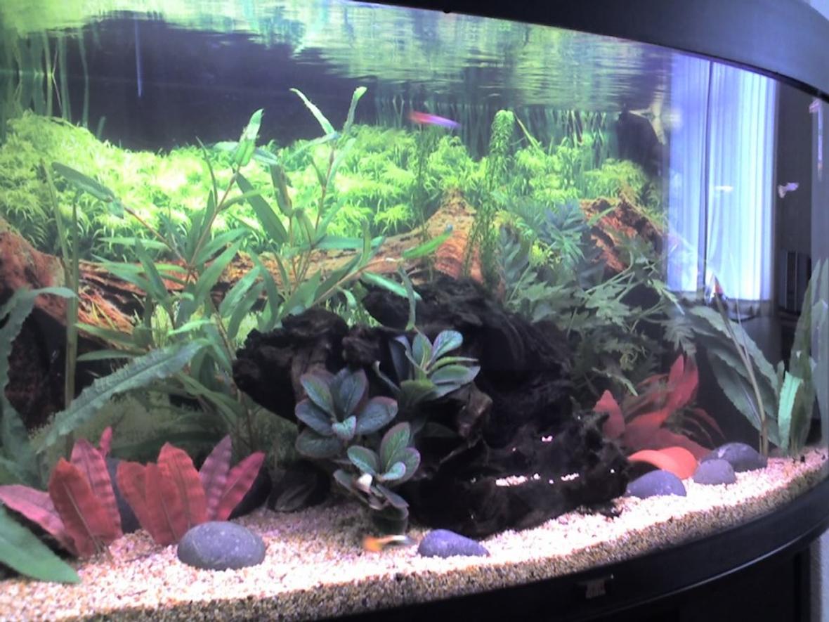 47 gallons freshwater fish tank (mostly fish and non-living decorations) - Juwel Vision 180 with fake plants and a piece of bogwood.