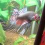 freshwater fish - betta splendens - crown tail betta stocking in 7 gallons tank - This is Denton, he's another one of my CT Bettas. He likes to bite fingers. He lives in a 7 gallon Aqua One with 4 red ramshorn snails.