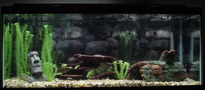 75 gallons freshwater fish tank (mostly fish and non-living decorations) - Here is my 75 Gallon tank!!
