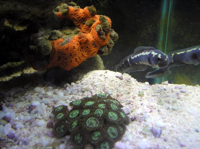 saltwater fish - signigobius biocellatus - two spot goby stocking in 55 gallons tank - This is a Worm Goby with a few corals around him