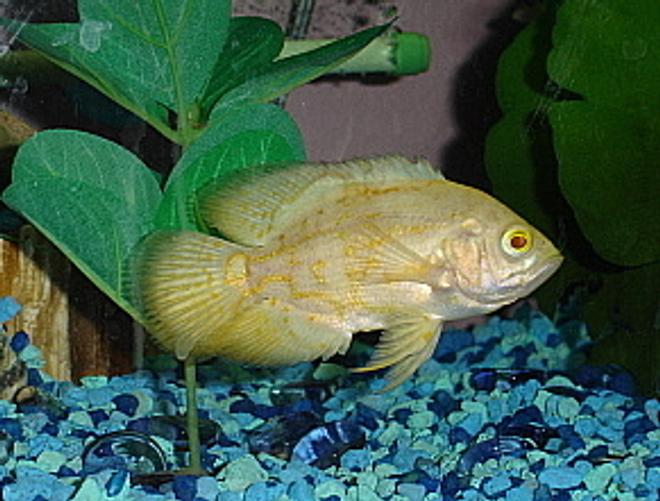 freshwater fish - astronotus ocellatus - albino oscar stocking in 55 gallons tank - Albino Tiger Oscar