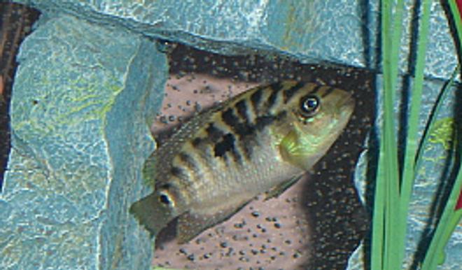 freshwater fish - nandopsis octofasciatum - jack dempsey stocking in 55 gallons tank - Immature Jack Dempsey