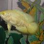 freshwater fish - astronotus ocellatus - albino oscar stocking in 55 gallons tank - Albino Tiger Oscar