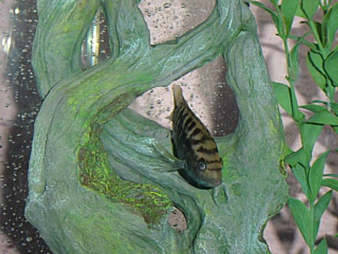 freshwater fish - nandopsis octofasciatum - jack dempsey stocking in 55 gallons tank - Jack Dempsey taking a break