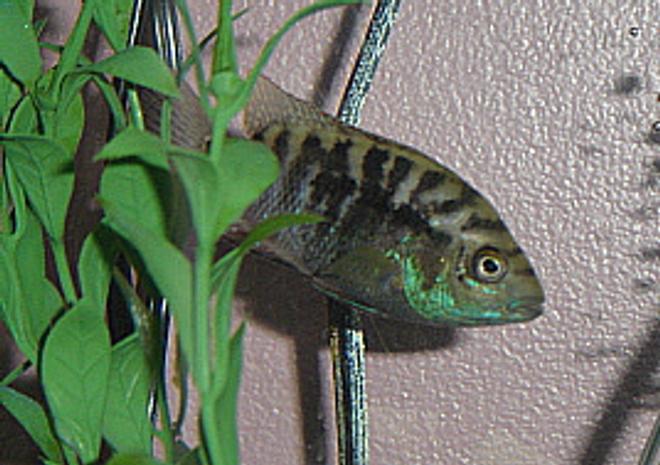 freshwater fish - nandopsis octofasciatum - jack dempsey stocking in 55 gallons tank - Young Jack Dempsey peeking out of hiding