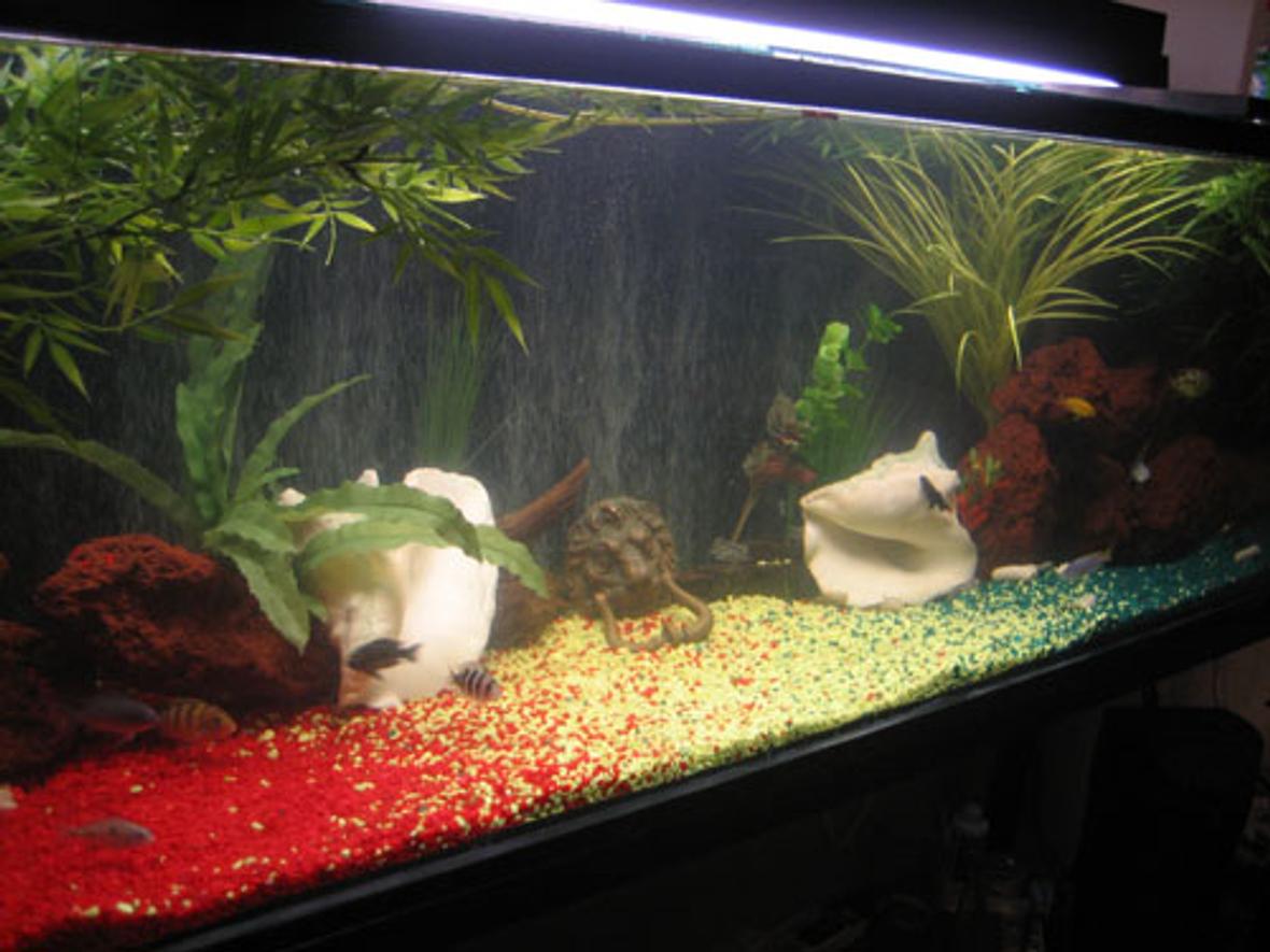 110 gallons freshwater fish tank (mostly fish and non-living decorations) - Rastaman Tank!